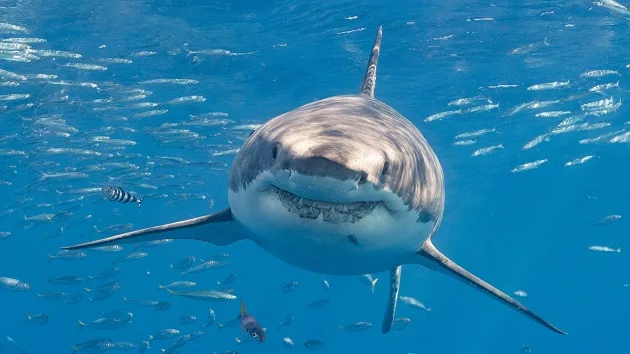 getty_062824_shark-stock242355