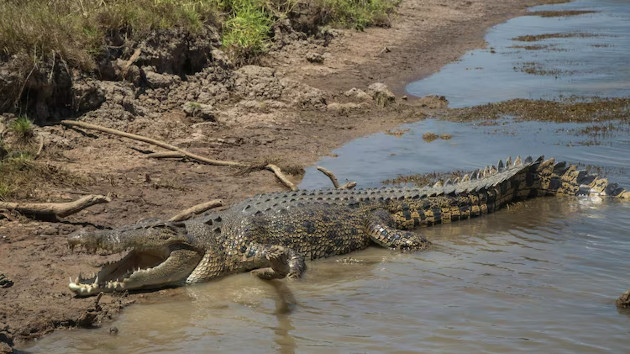 large-crocodile-on-bank-of-billabong_1719988383419_hpmain_16x9456729