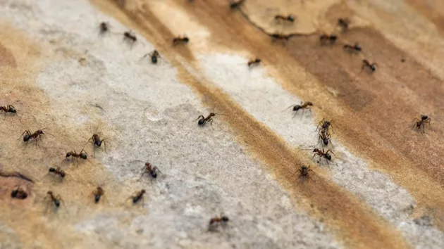 gettyimages_ants_070324179142