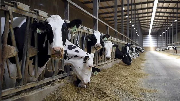 abc_072024_wisdairyfarm375523