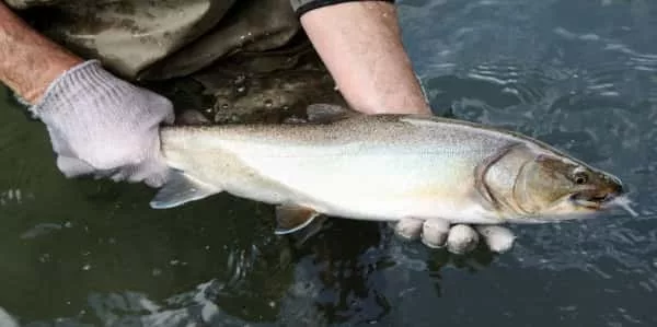 odfw-fishing308250