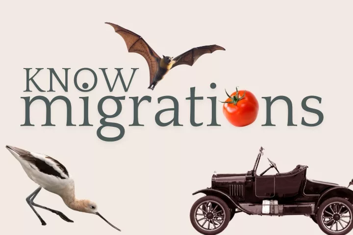 kmigrations726821