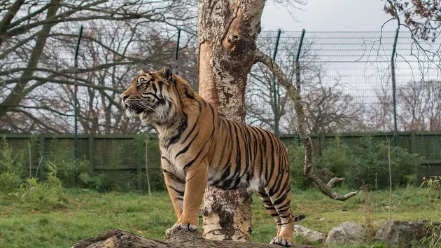 getty_082124_tigerinzoo-stock424724
