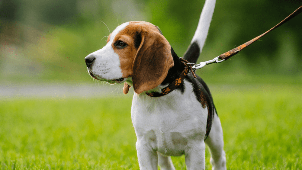 leash601598
