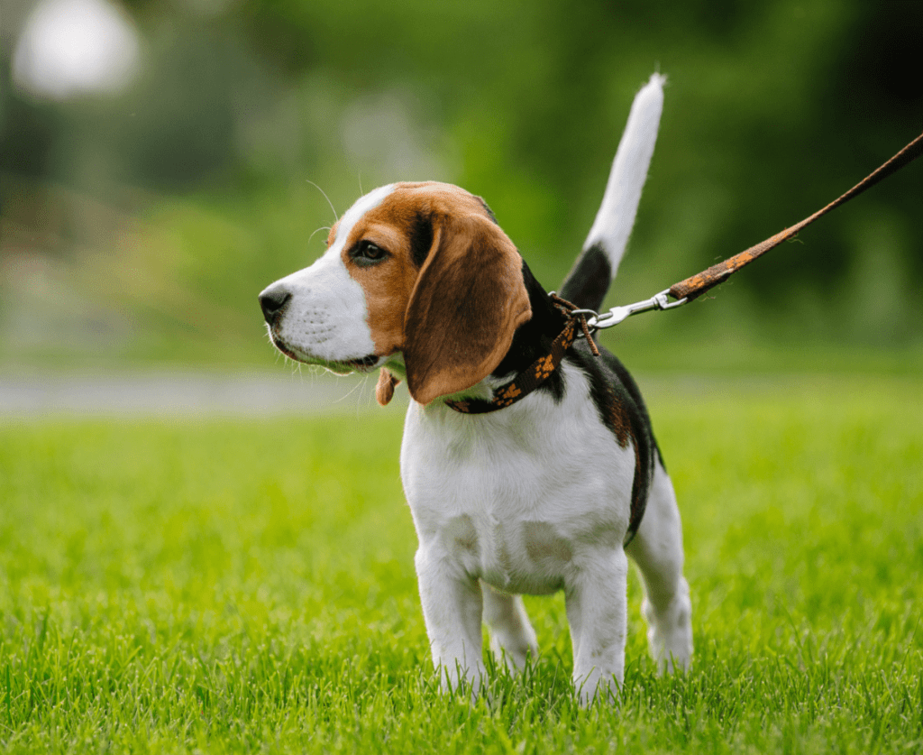 leash601598