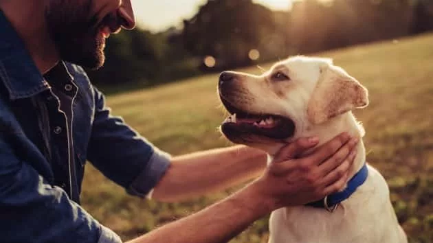 istock_082619_dogsmentalhealth439837