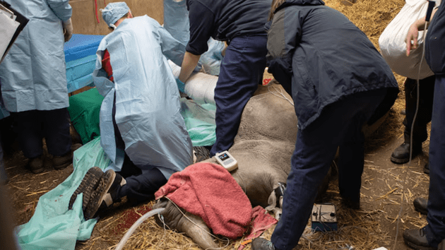 knowsleysafaripark_rhino_09192428546