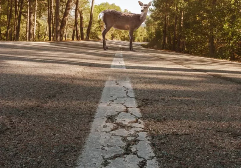 deer_in_road36907