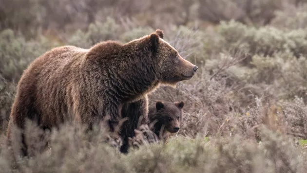 nps_102324_grizzly399_909064