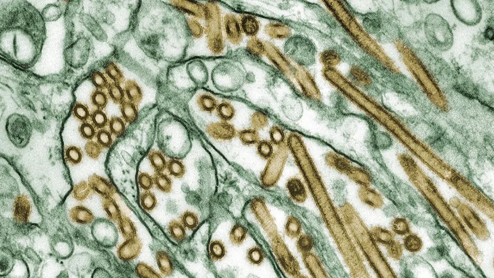 news_birdflu_102424576311