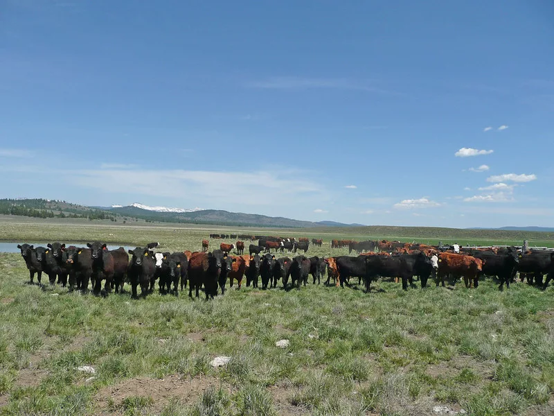 cattle634257