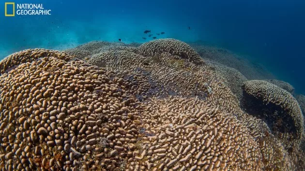 natgeo_111624_solomoncoral359570