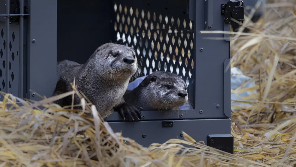 release-day-otters-leaving-crate_credit-sue-dougherty-think-wild-board-president595970