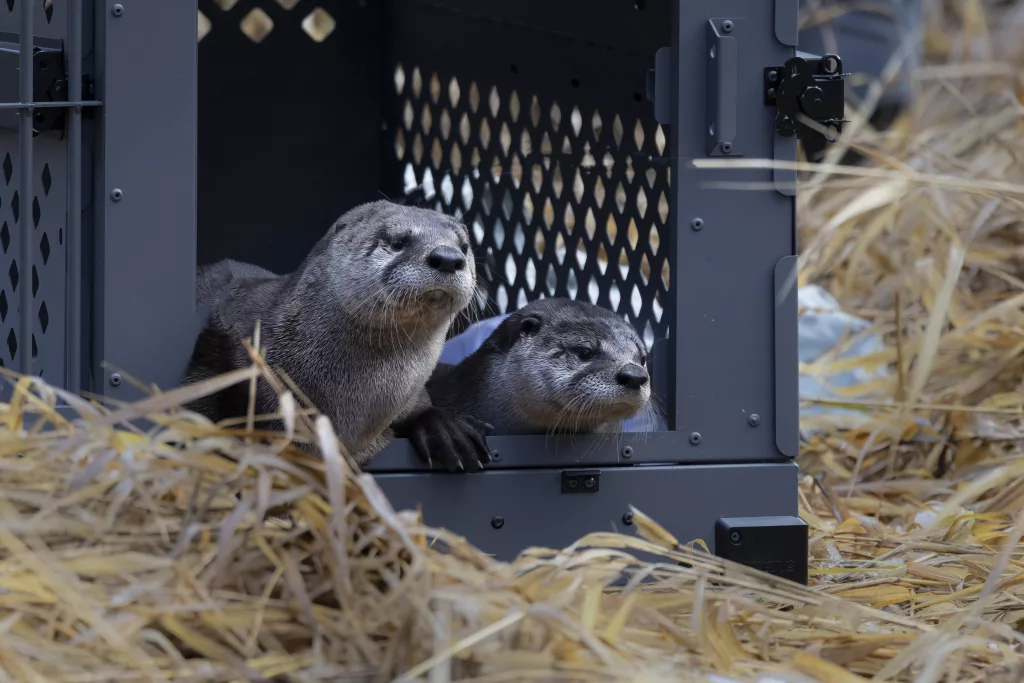 release-day-otters-leaving-crate_credit-sue-dougherty-think-wild-board-president595970