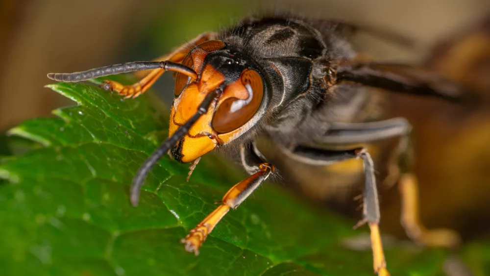 getty_murderhornet_121824520327