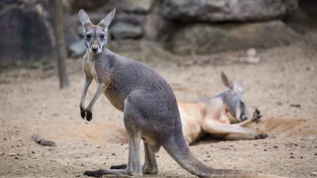 getty_kangaroo_12202485805