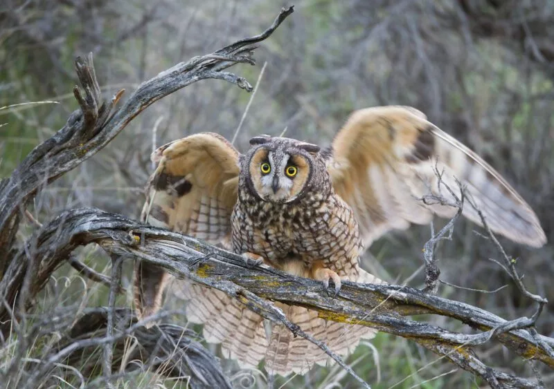 long_eared_owl_9877-e1734571780297105935