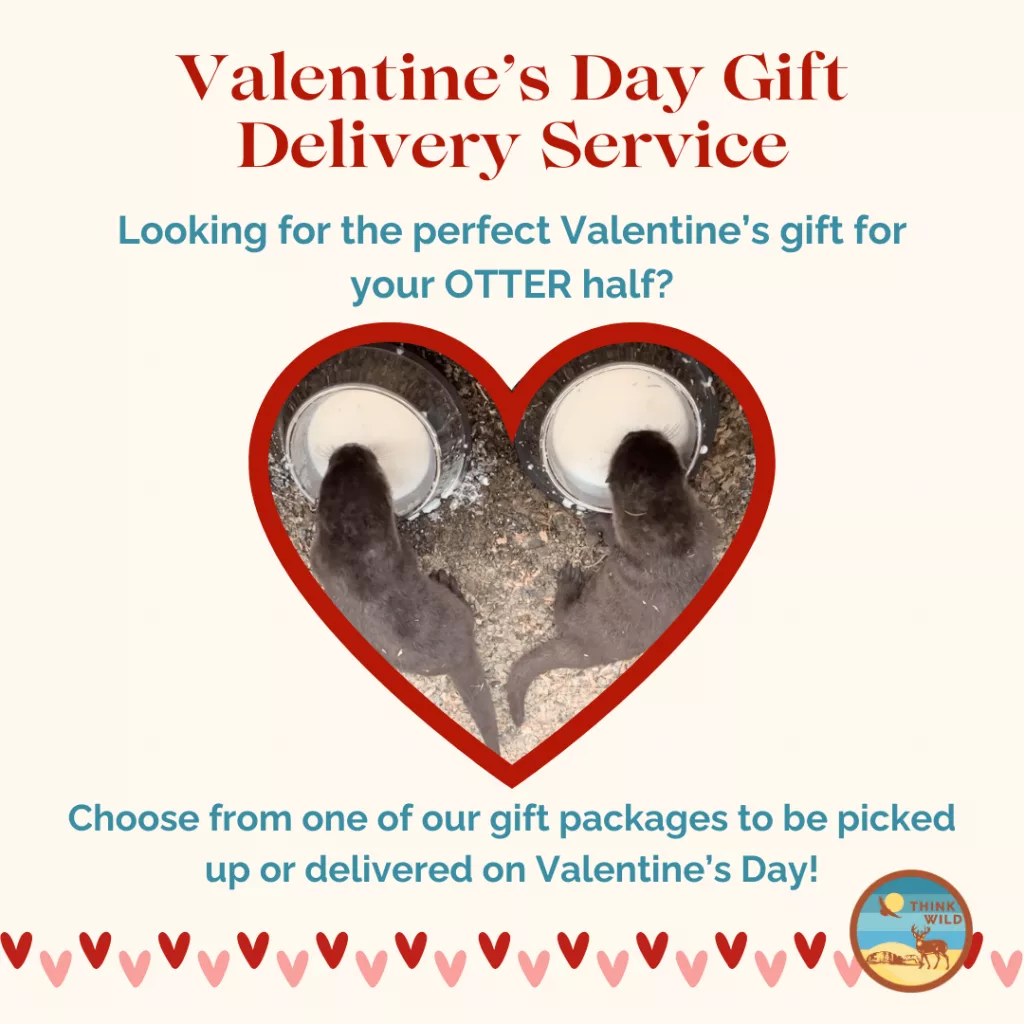 think_wild_valentine683516