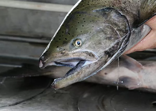 male_spring_chinook_munsel_odfw572427
