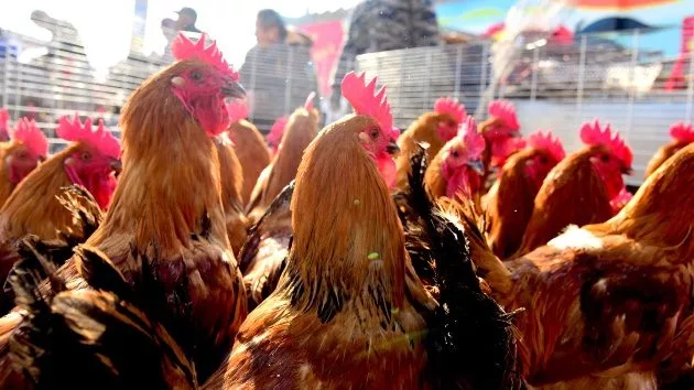 getty_chickens_020725872243