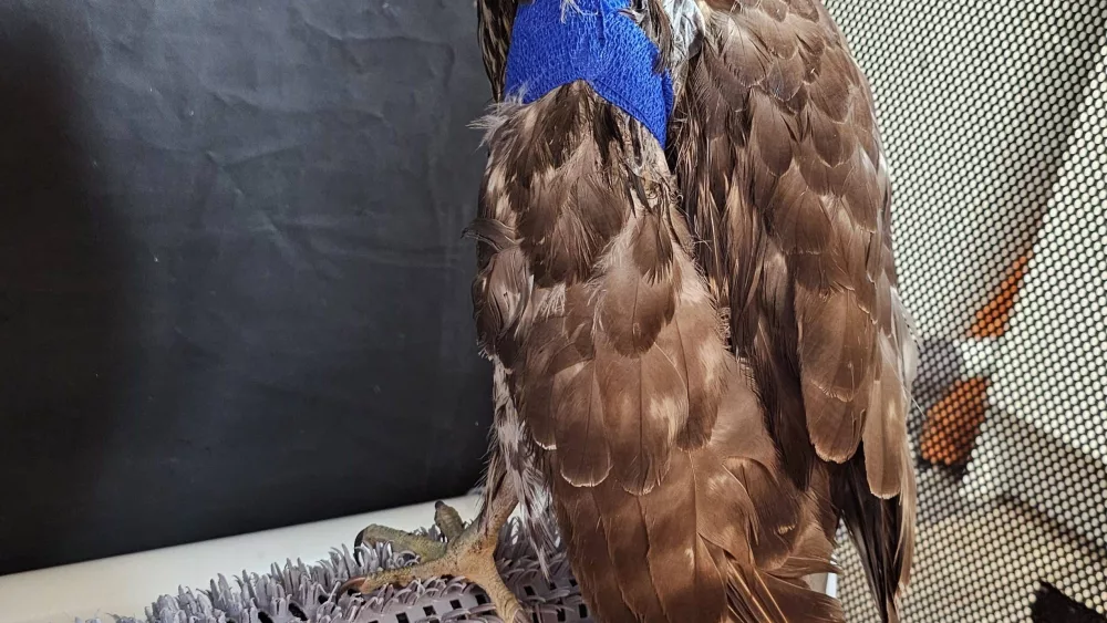 american-goshawk-wing-wrap-tail-guard-2025981795