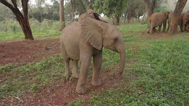 news_elephants_031425789556