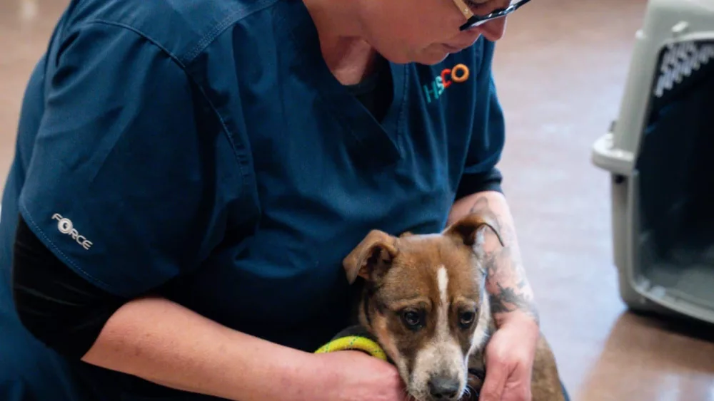lori-weber-hsco-shelter-mgr-examines-puppy-upon-arrival-at-hsco-03-06-25628544
