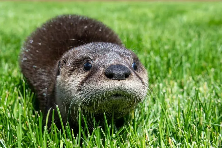 baby-otter-wesley-photo-by-jon-nelson-copy-jpg