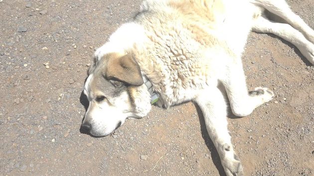 n_dog-1-ht-er-250416_1744818771605_hpmain_16x9584526