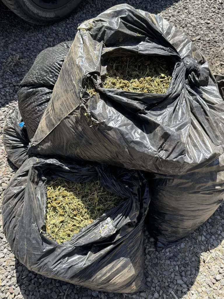 pot_bust128401