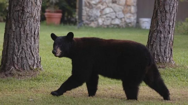 getty_bear_050525825838