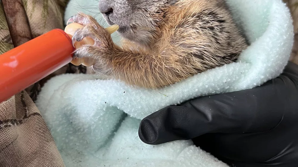 baby-marmot949206