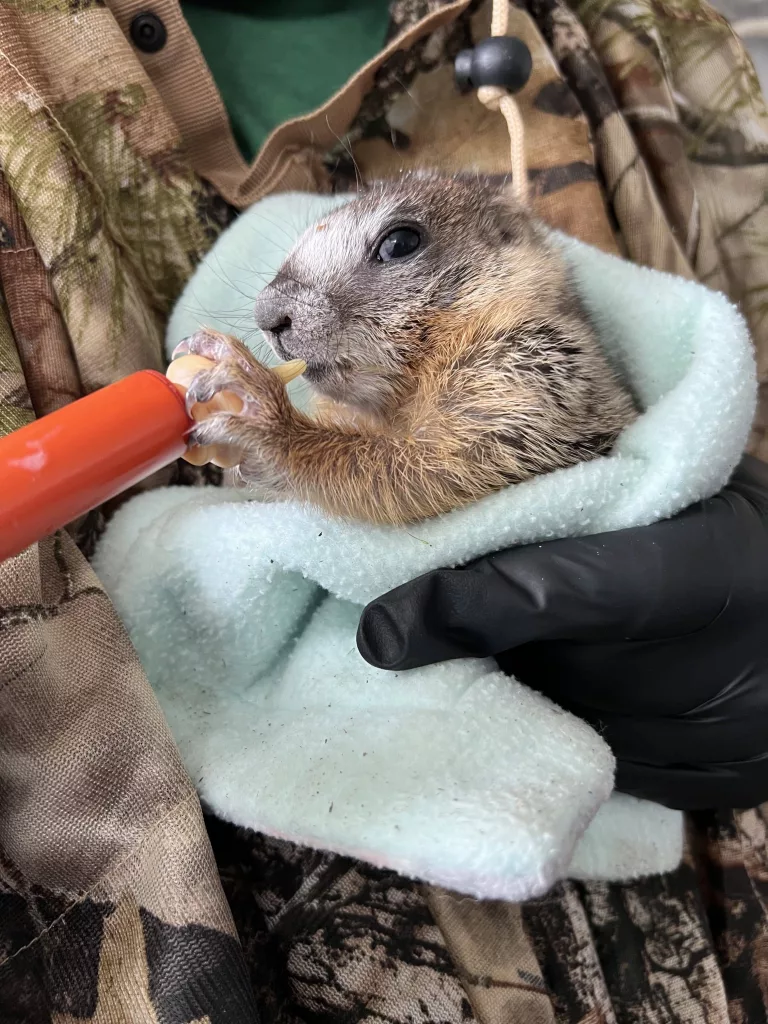 baby-marmot949206
