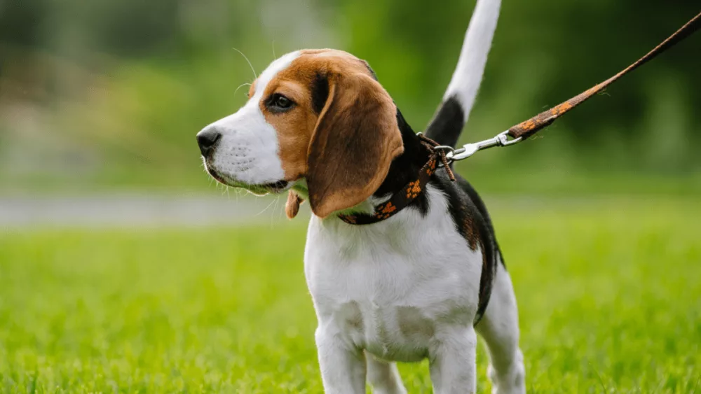 leash454505