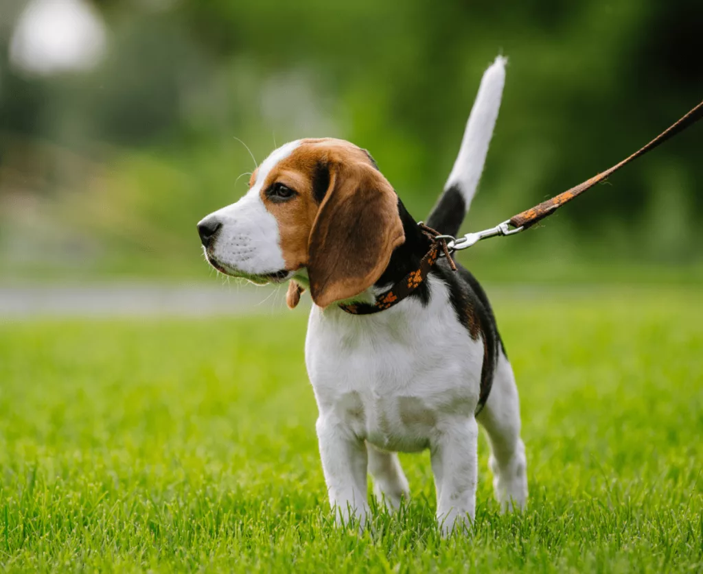 leash454505