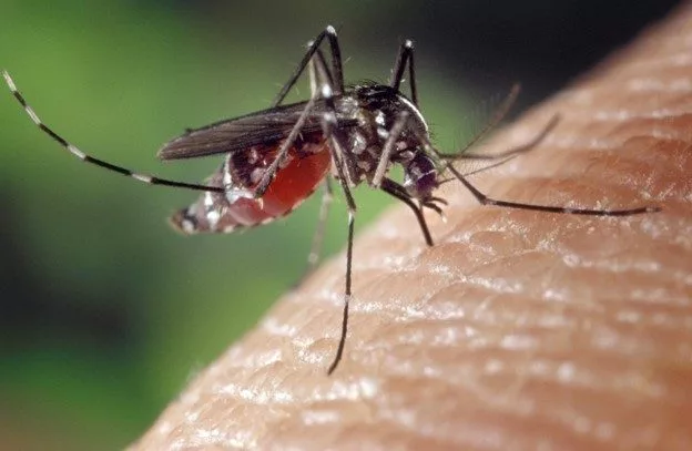 mosquito522954