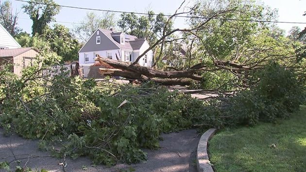 tree-down-nj-ht-jt-250704_1751636997747_hpmain_16x9367782