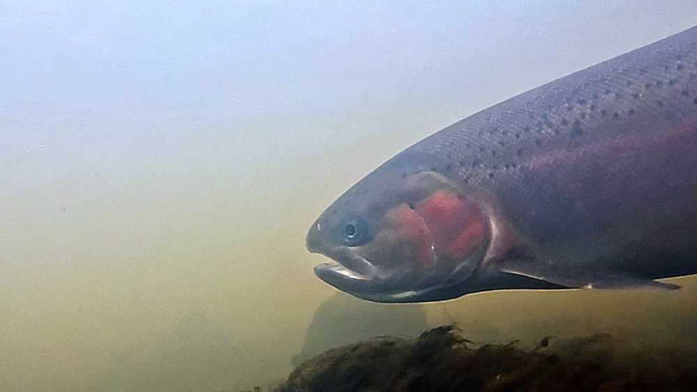 deschutes_underwater_steelhead_2633802