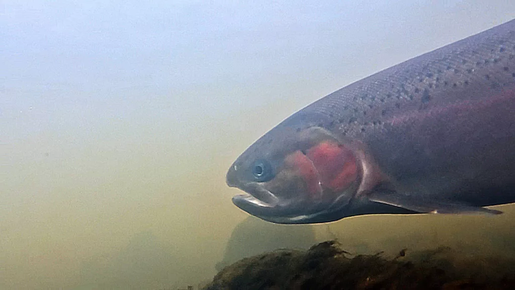 deschutes_underwater_steelhead_2633802