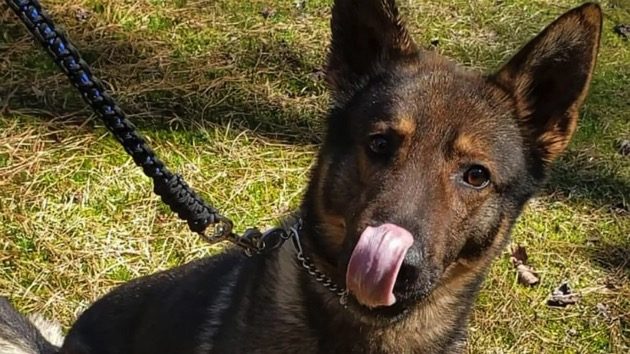 k9-dog-ht-ml-210401_1617284347637_hpmain_16x9_992752608