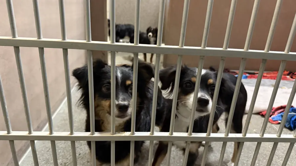 dogs949221