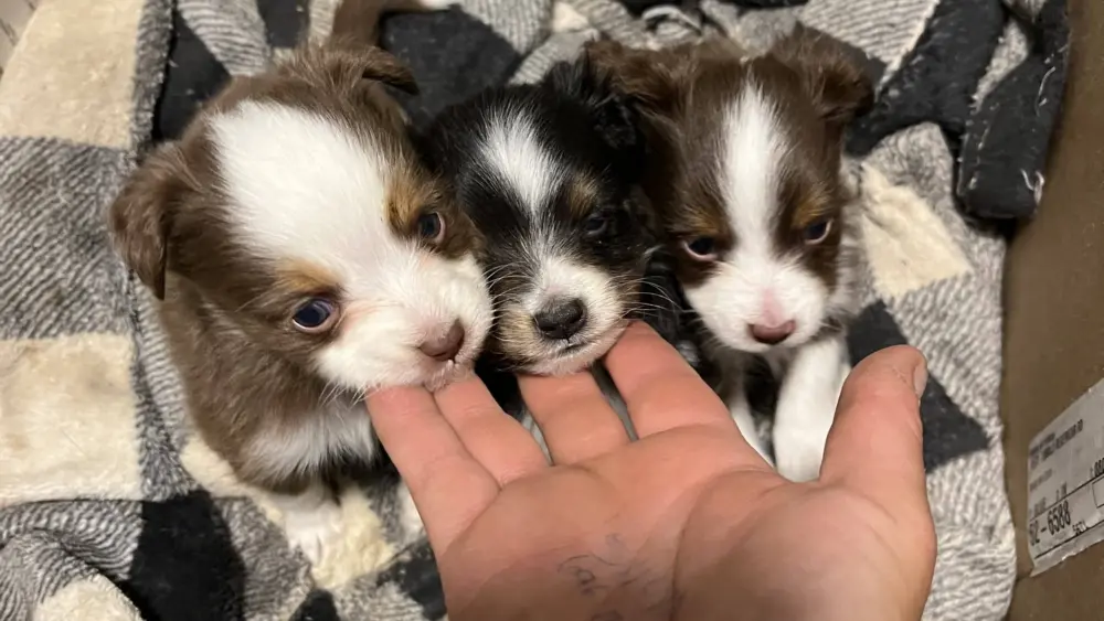 puppies971037