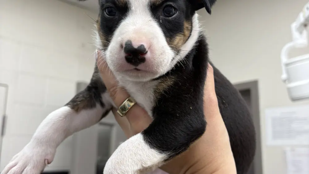 puppy475871