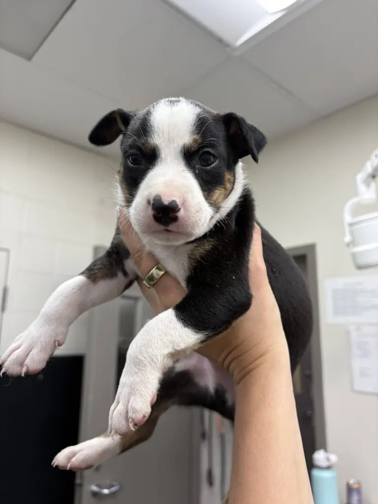 puppy475871