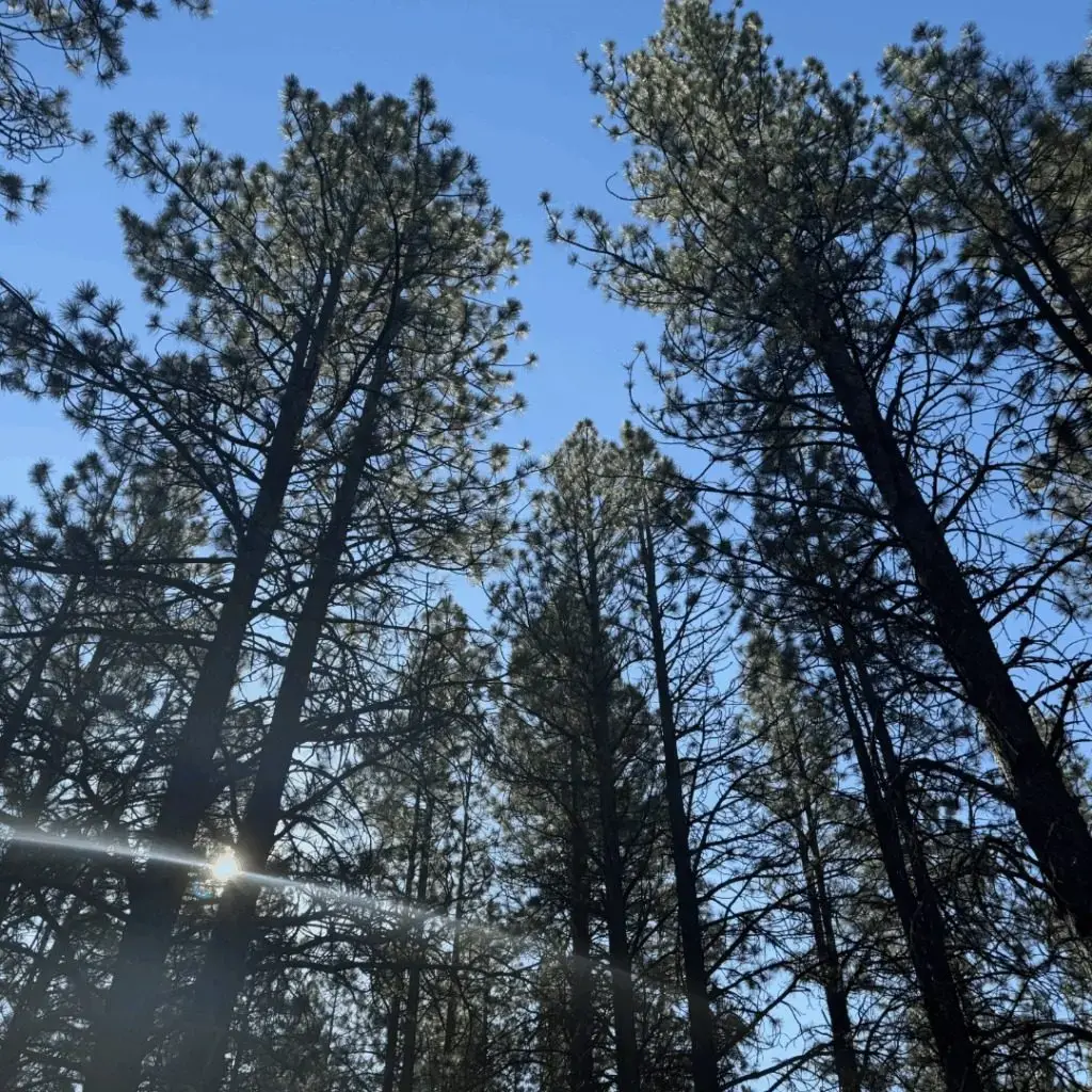 imgi_17_forestcanopy-nhp-oct2025-2-jpeg