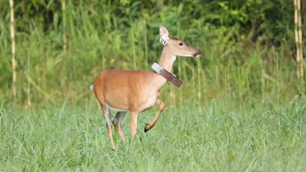 collared-deer-2-1000x563543244-1