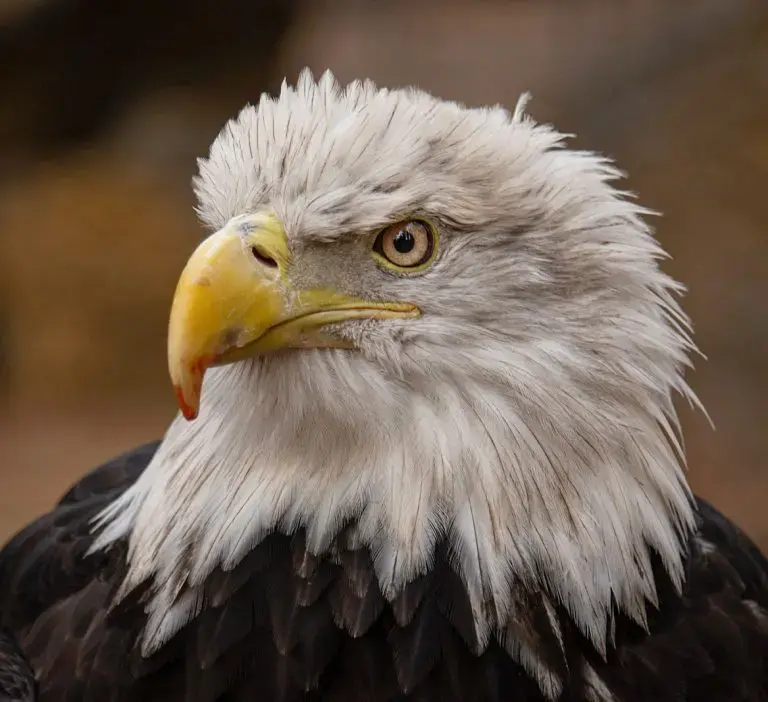 bald-eagle-jpg