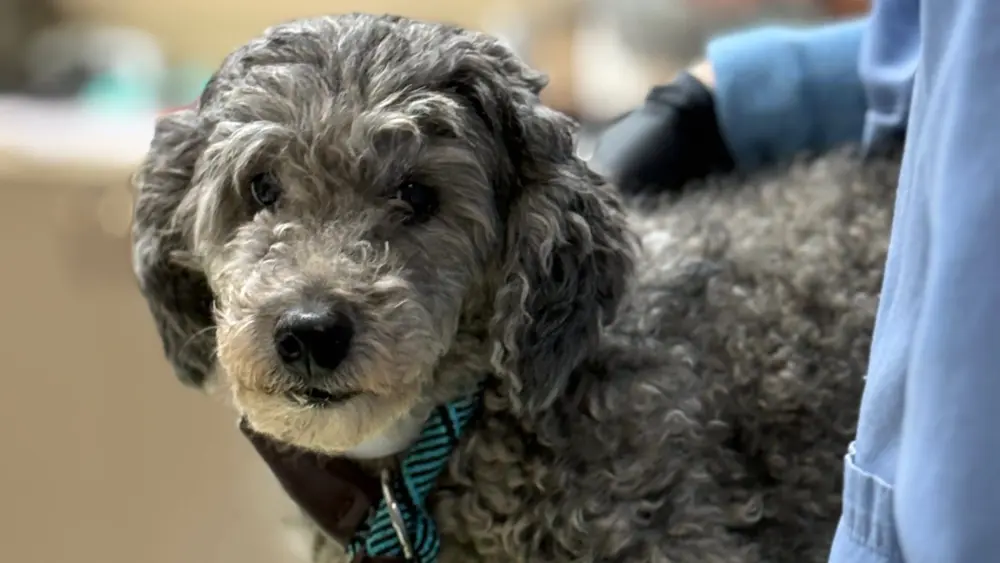 poodle684207