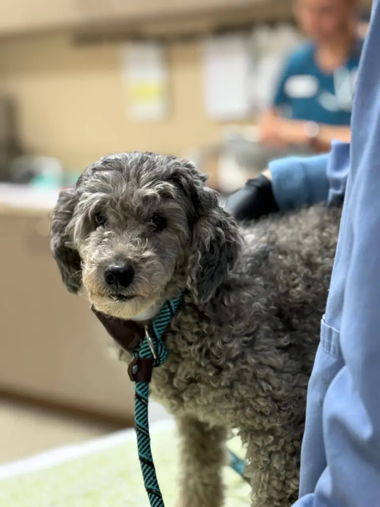 poodle684207