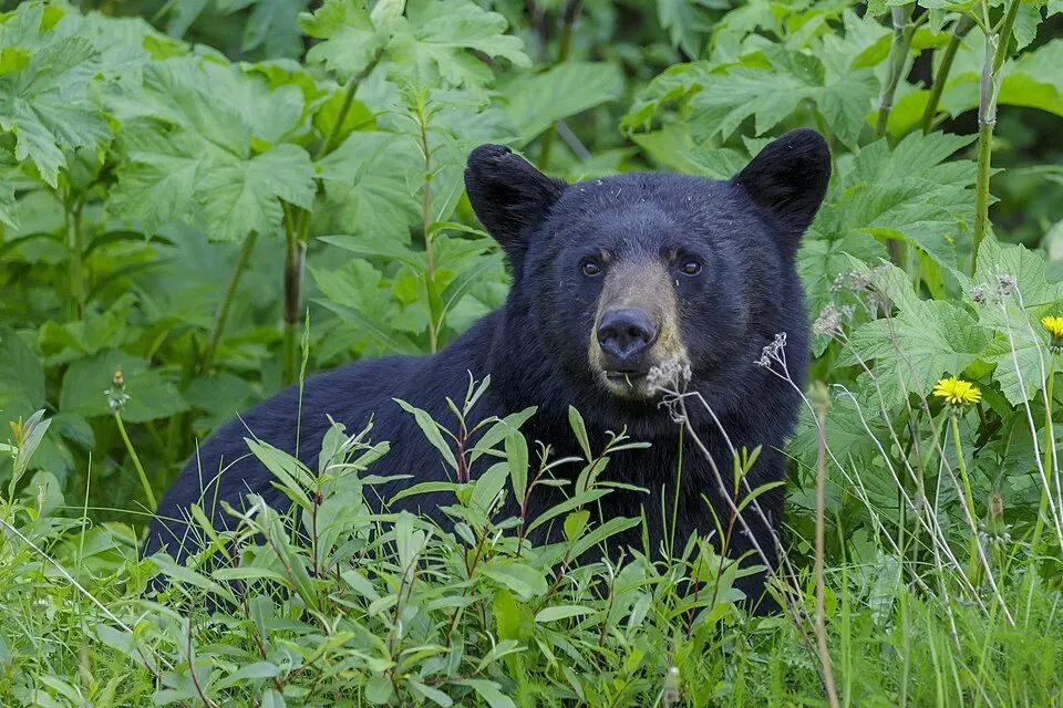 american_black_bear_ursus_americanus_-_jasper_national_park_08-thomas-fuhrmann652751
